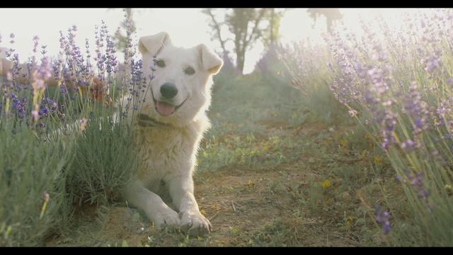 Милая собака
