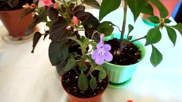 ЦВЕТУЩИЕ КОМНАТНЫЕ РАСТЕНИЯ. ОБЗОР. ЗАЦВЕЛА ШЛЮМБЕРГЕРА!