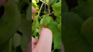 Редис Черриэт. Первый урожай 20 апреля 2019