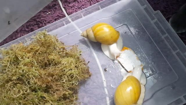 страшные истории и улитки ахатиныблог ахатины улитка snail фулика