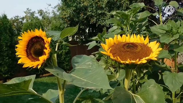Sunflowers in the nice weather || Venicevince Channel смотреть онлайн