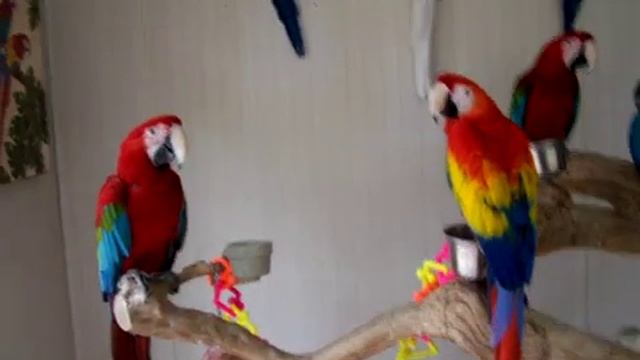 Macaws On Java Tree - BellaAviary.com смотреть онлайн