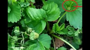 ПОЧЕМУ КУСТЫ КЛУБНИКИ КАРЛИКОВЫЕ И НЕ РАСТУТ .