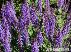 Шалфей лекарственный.