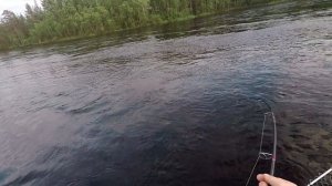 #Рыбалка#Река#Трофей#Лосось Что творит лосось, это надо видеть.