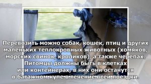 Домашние животные смогут ездить в поездах без сопровождения хозяев