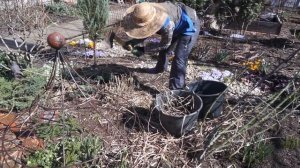 Мискантус китайский весной. Обрезка и деление взрослого куста