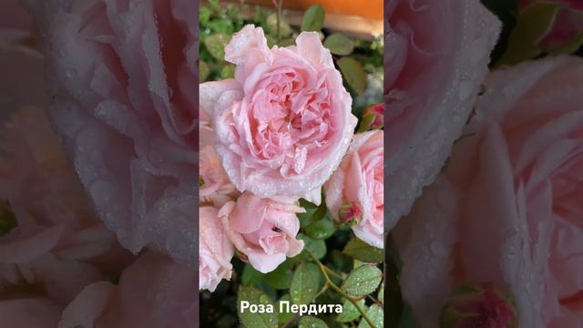 Роза Пердита/ rose Ausperd / Perdita #розарий #садоводство #розы #roses #цветы