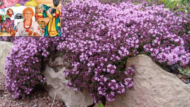 БОГОРОДСКАЯ ТРАВА и чудеса в лукошке № 104 смотреть онлайн