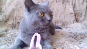 ТАЙНА РАСКРЫТА! КОШКА ШЕБА.