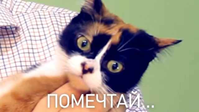 #1 Почему мы так любим котов