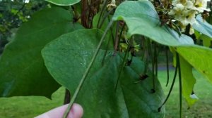 Catalpa bignonioides - Southern catalpa