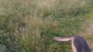 Эстонская гончая Гайда и немецкая овчарка Зена