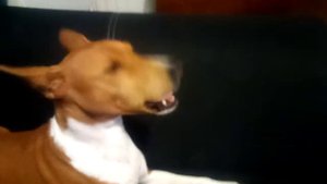 Говорящий басенджи. Амар. Говорящая собака. Basenji talking.