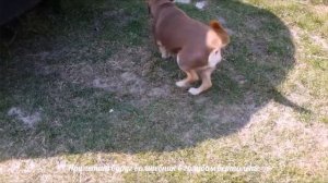 КАРАОКЕ - ПУСТЬ БЕГУТ НЕУКЛЮЖЕ