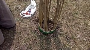 Плетеное дерево из ивы: формируем на постоянном месте