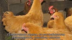 Рыжие куры