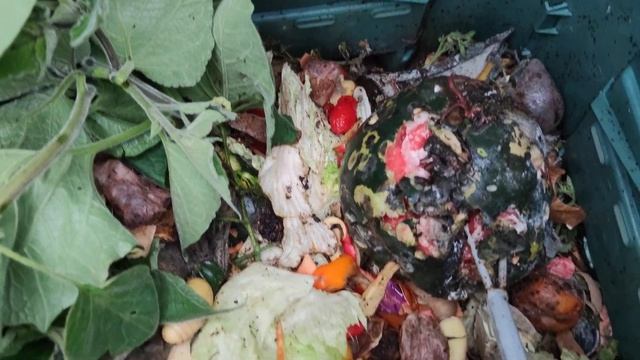 Дендробена разведение для рыбалки