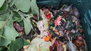 Дендробена разведение для рыбалки