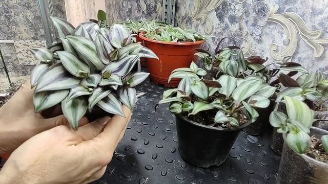 Ампельные растения.Зимнее содержание. Формирую пышный куст сразу при укоренении черенка.