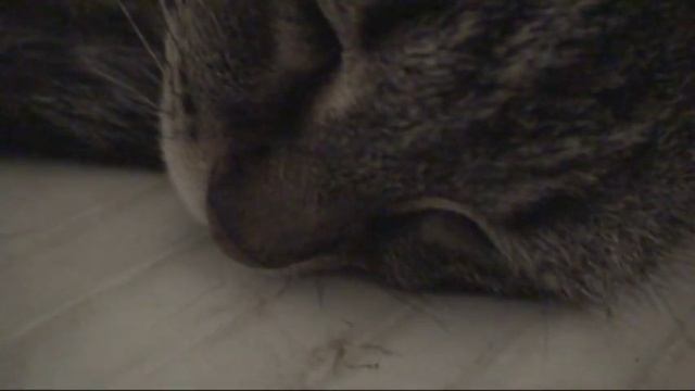 кошка притворилась мёртвой - the cat pretended to be dead смотреть онлайн