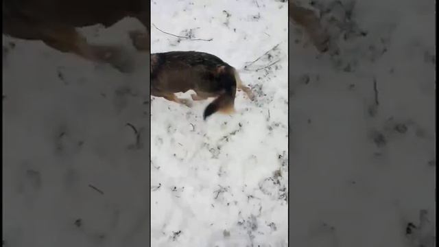 Спасенные от отлова пёсики радуются снегу смотреть онлайн