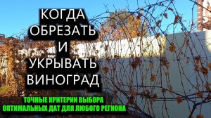 Когда обрезать и укрывать виноград? Точные критерии выбора дат для любого региона #ТриЭкоВиноградник