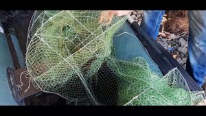 РАКОЛОВКА ДОРОЖКА опять ПОРаДОВАла УЛОВОМ. Наловили МНОГО РАКОВ.