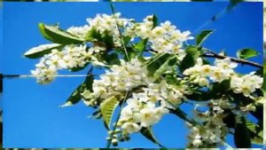 АХ ЧЕРЁМУХА БЕЛАЯ!! исп   МАРИНА ЖУРАВЛЁВА  1