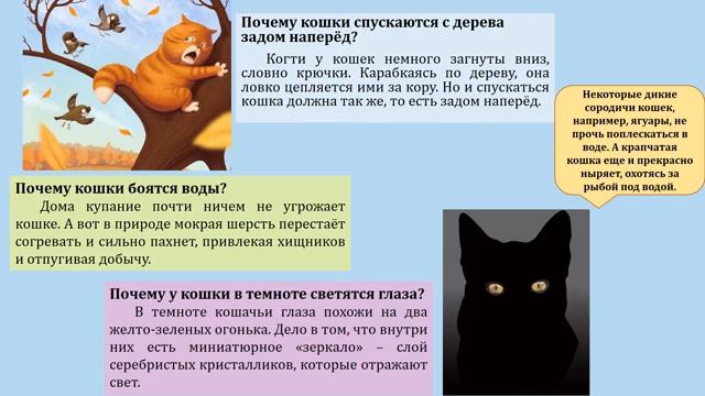 «А знаете ли вы, что?..». Почему кошки не дружат с собаками?
