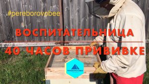 Маточники 40 часов! Пчеловодство! #pereborovobee #пасека #пчеловодство