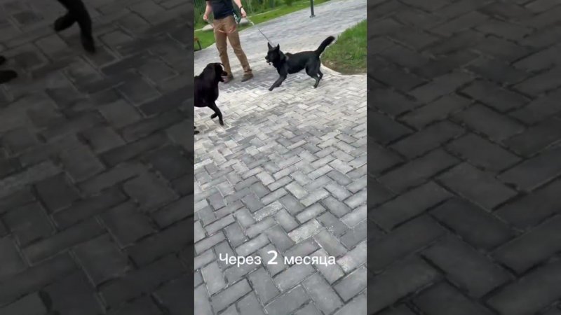 Когда собака играет, не слышит команд. Что делать? #собака #дрессировка