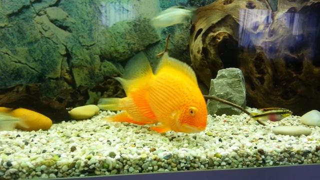 Северум красноточечный. смотреть онлайн