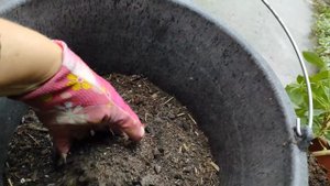 Шефлера, расположение в доме, уход, пересадка.