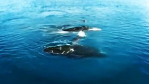 Интересные факты про китов🐋🐋🐋🐋🐳🐳🐳.