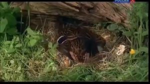 Интересные все Брачные игры  Животный мир