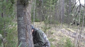 Соболь. Установка капканов на соболя Охота.
