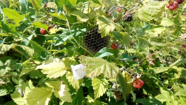 Polistes riparius (Sk.Yamane et S. Yamane, 1987). Бумажные осы. Паника в гнезде. смотреть онлайн