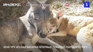 Кенгуру из Бахчисарая впервые покинул мамину сумку
