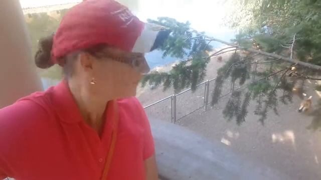 Маленький Лебедь ЗООПАРК смотреть онлайн