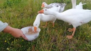 Гуси в деревне. Дети играют с гусями и кормят их. Агро-туризм. Жили у бабуси 4 веселых гуся.