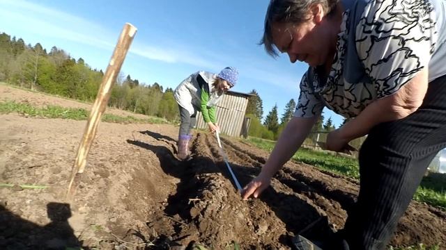 Секрет при посадке лука, сеем морковь на лентах смотреть онлайн