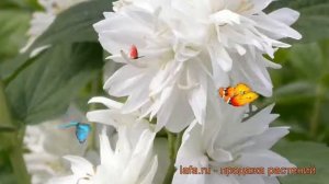 Жасмин садовый Миннесота Сноуфлэйк ? обзор: как сажать, саженцы жасмина Миннесота Сноуфлэйк