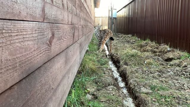 ДИКАЯ РЫСЬ НА ПРОГУЛКЕ ⧸ Мартин крупным планом.