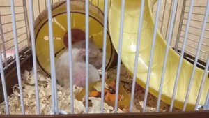 Хомяк Мандарин умывается