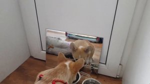 Как заставить щенка есть?