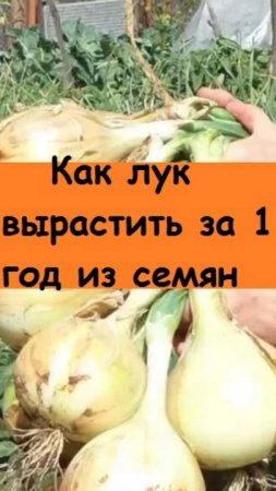 Однолетний лук - показываю, какой вырос, рассказываю о сорте и производителе, который рекомендую