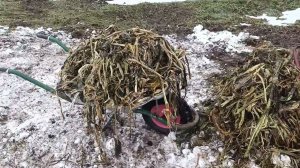 Уборка тыквенных плетей от огромной тыквы с участка зимой. Дачные будни.
