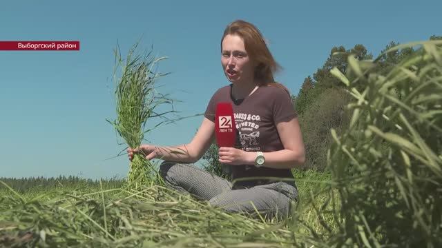 В Ленобласти скошено больше 29 тысяч гектаров кормовых угодий
