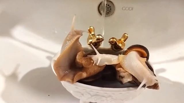 улитка Ахатина смотреть онлайн